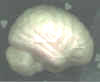 Brain2.jpg (15987 bytes)