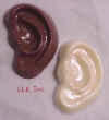 Ears.jpg (16870 bytes)