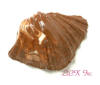 Chocolate Bear Claw Shell