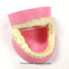 Chocolate Dentures Over the Hill Dentistry Gifts